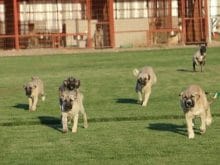 sevimli kangal yavruları sevimli kangal yavruları
