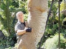 Kaplan resimleri Kaplan resimleri