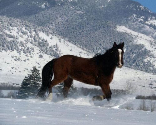 Karda at resmi Karda at resmi