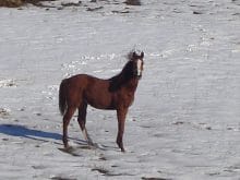 Karda  gezen Tay resmi