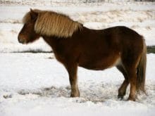 Karda Midilli Atı Karda Midilli Atı