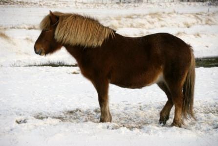 Karda Midilli Atı Karda Midilli Atı