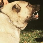 saldırgan sivas kangalı