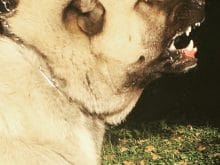 saldırgan sivas kangalı saldırgan sivas kangalı