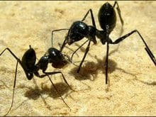 karinca dini film izle karinca dini film izle