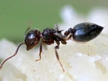 karinca resmi karinca resmi