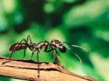 karinca_1238018549 karinca_1238018549