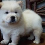 Chow Chow