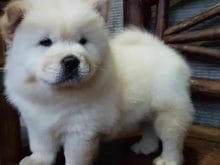 Chow Chow
