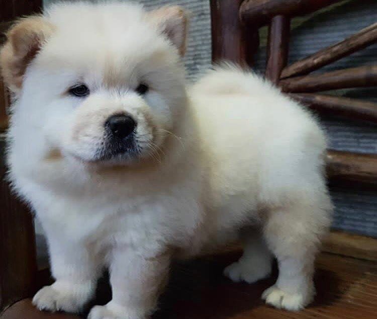 Chow Chow