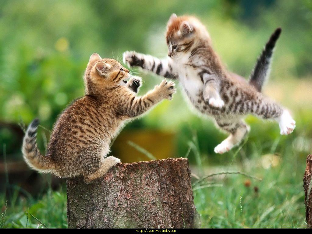 Kavga Eden Kediler Kedi Resimleri Hayvanlar