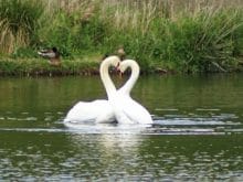 Kaz resimleri Kaz resimleri