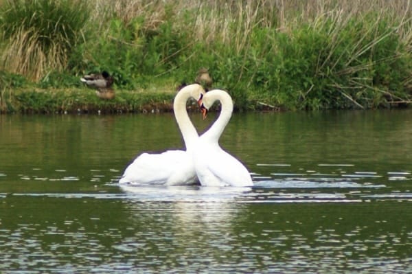 Kaz resimleri Kaz resimleri