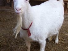 Dağ keçileri hakkında genel bilgiler