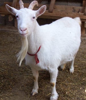 Dağ keçileri hakkında genel bilgiler Dağ keçileri hakkında genel bilgiler