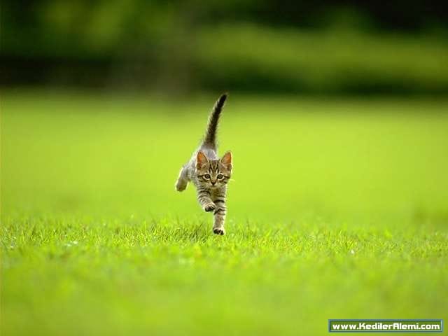 Kedi Resimleri Kedi Resimleri