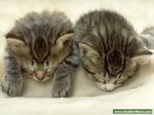 Kedilerr,Kedi Resimleri Kedilerr,Kedi Resimleri