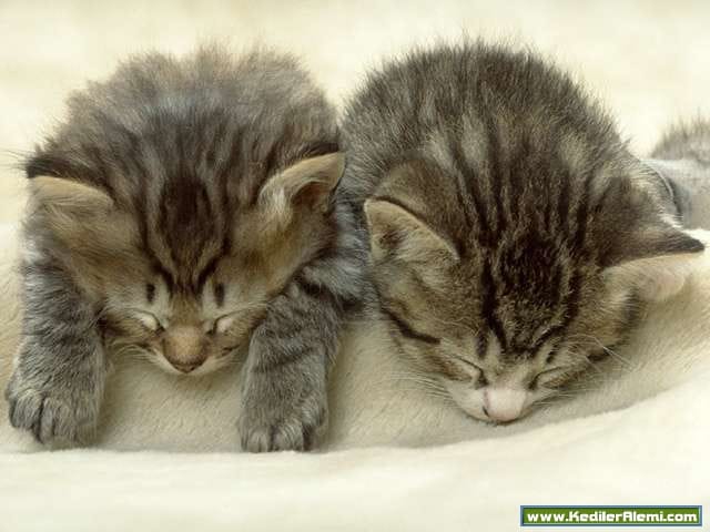 Kedilerr,Kedi Resimleri