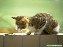 Kedi Görüntüsü Kedi Görüntüsü