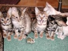 Kediler ve Fare resmi Kediler ve Fare resmi