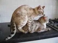kedilerde çiftleşme resmi