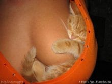 Kedi Resimleri Kedi Resimleri