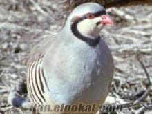 keklik1 jpg 30 4761 keklik1 jpg 30 4761