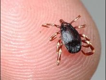 kene_1239388050 kene_1239388050