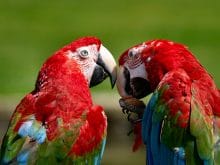 kirmizi papagan1 kirmizi papagan1
