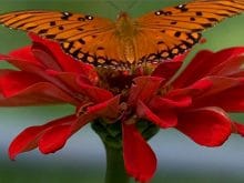 Kelebek resimleri Kelebek resimleri