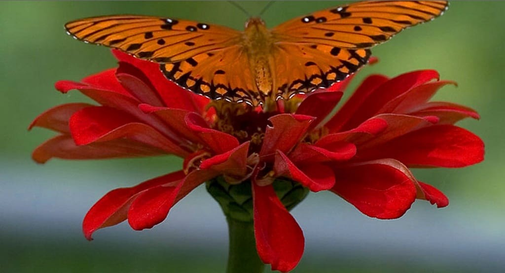 Kelebek resimleri Kelebek resimleri