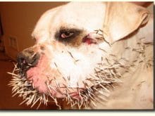 kirpi köpek 10 kirpi köpek 10