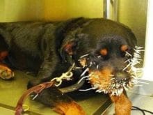 kirpi köpek 11 kirpi köpek 11