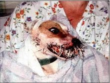 kirpi köpek 8 kirpi köpek 8