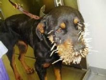 kirpi köpek 9 kirpi köpek 9