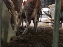 simental inek simental inek