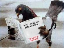 Kitap okuyan güvercin resmi Kitap okuyan güvercin resmi