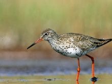 Kızılbacak kuşu Kızılbacak kuşu