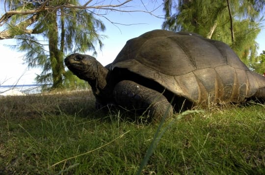 Koca Kaplumbağa Koca Kaplumbağa