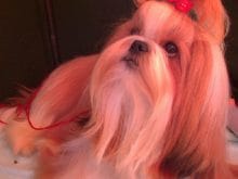 Kokoş köpek resmi Kokoş köpek resmi