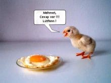 komik civciv komik civciv