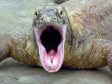 komodo ejderi 1 komodo ejderi 1