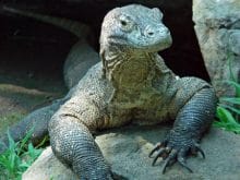 komododragon1agj0 komododragon1agj0