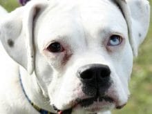 Köpek resimleri Köpek resimleri