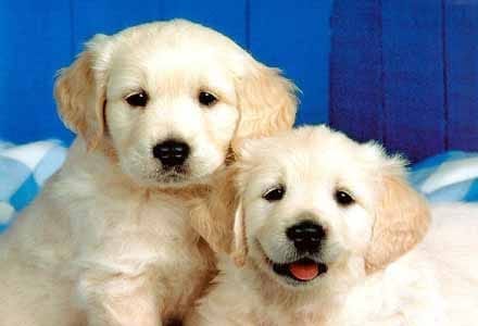 Köpek resimleri Köpek resimleri