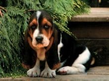 kopek yavrusu resimleri sad_basset_puppy 300x225 kopek yavrusu resimleri sad_basset_puppy 300x225