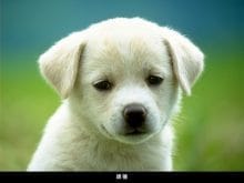 kopek_resimleri_4 kopek_resimleri_4