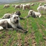 çoban köpeği kangal