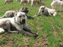 çoban köpeği kangal çoban köpeği kangal