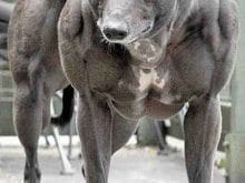 Süs köpekleri Süs köpekleri